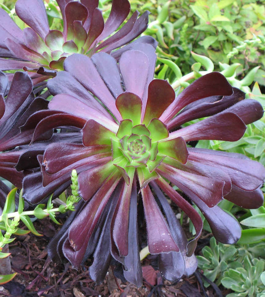 Aeonium arboreum 'Schwarzkopf' Succulent