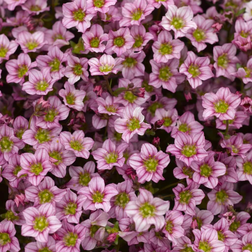 Saxifraga 'Alpino Early Pink' Saxifrage
