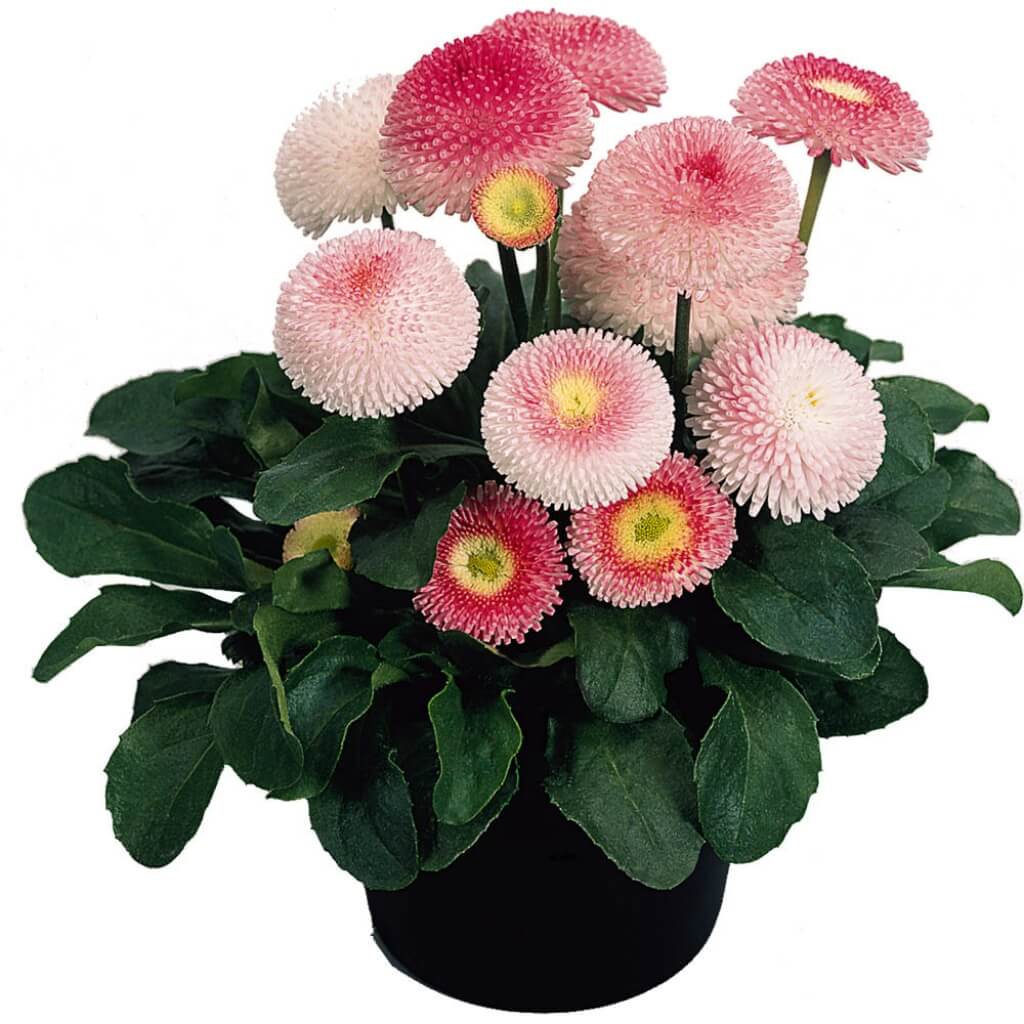 Bellis 'Tasso Strawberries & Cream' English Daisy