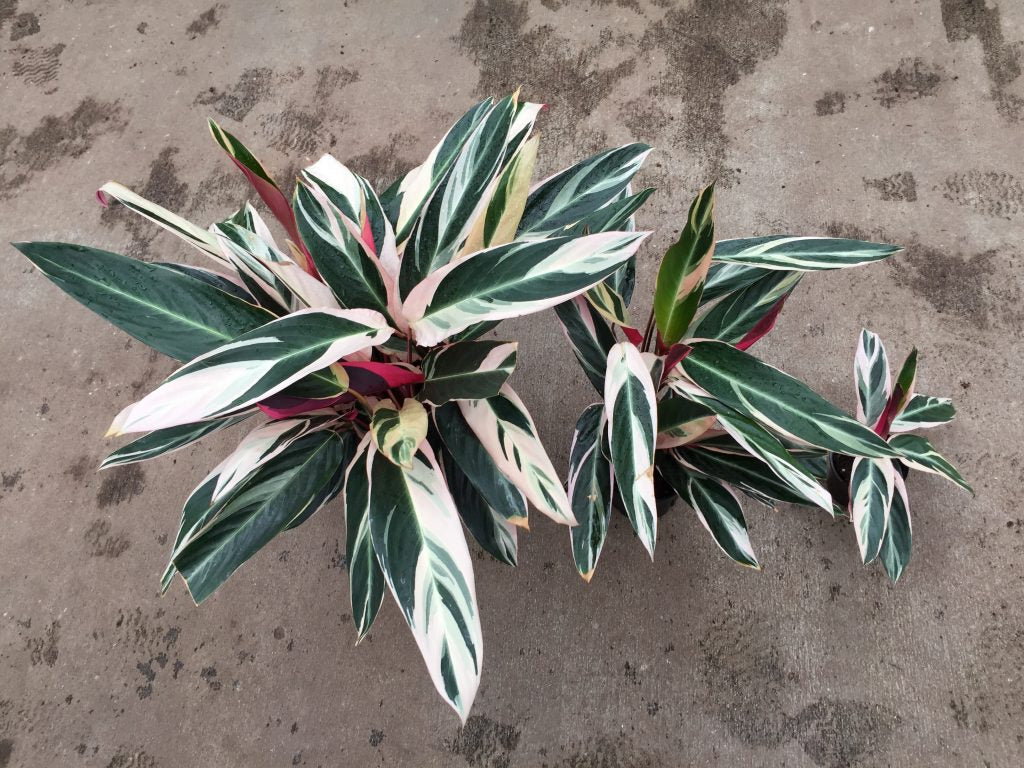 Triostar Stromanthe Tropical Houseplant