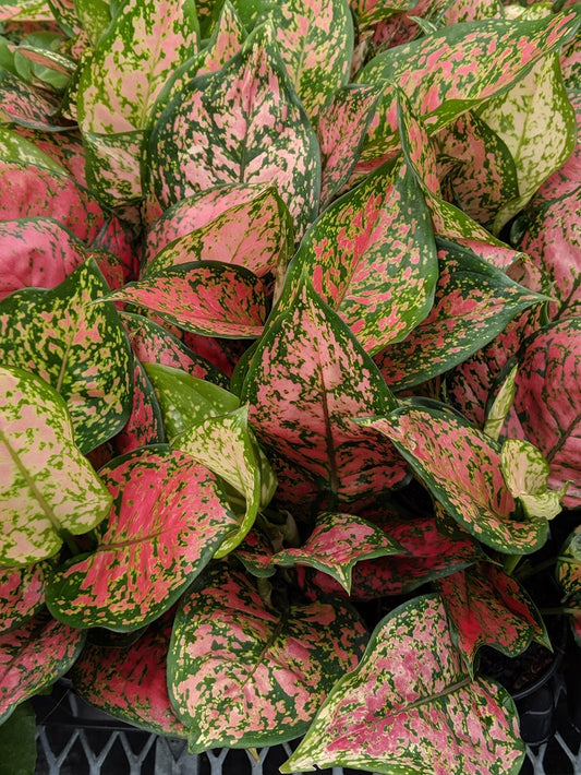 Aglaonema  ‘Ruby Ray’ Tropical Houseplant