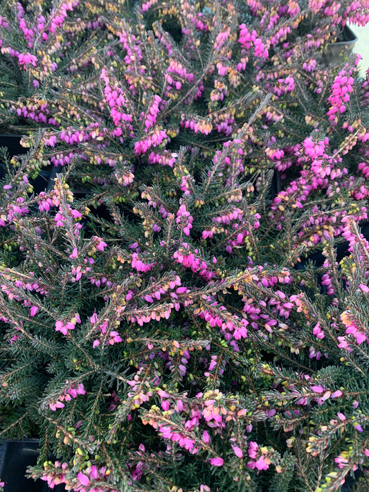 Erica 'Kramer's Rote' Red Heather