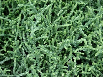 Crassula pseudolycopodiodes Succulent