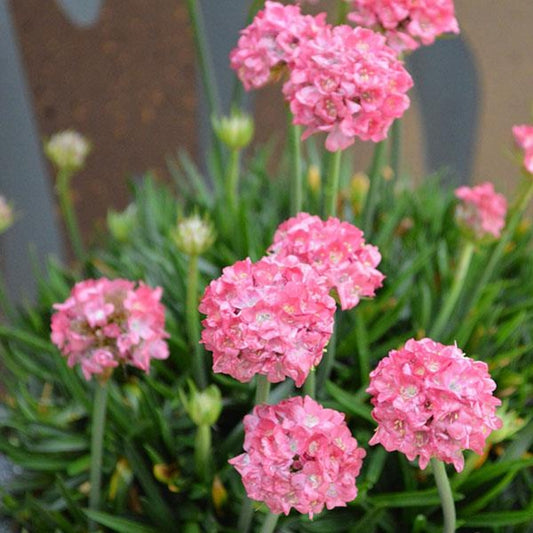 Armeria 'Dreameria Daydream' Sea Thrift