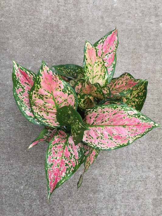 Aglaonema ‘Lady Valentine ’ Tropical Houseplant