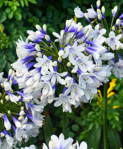Agapanthus 'Twister' African Lily
