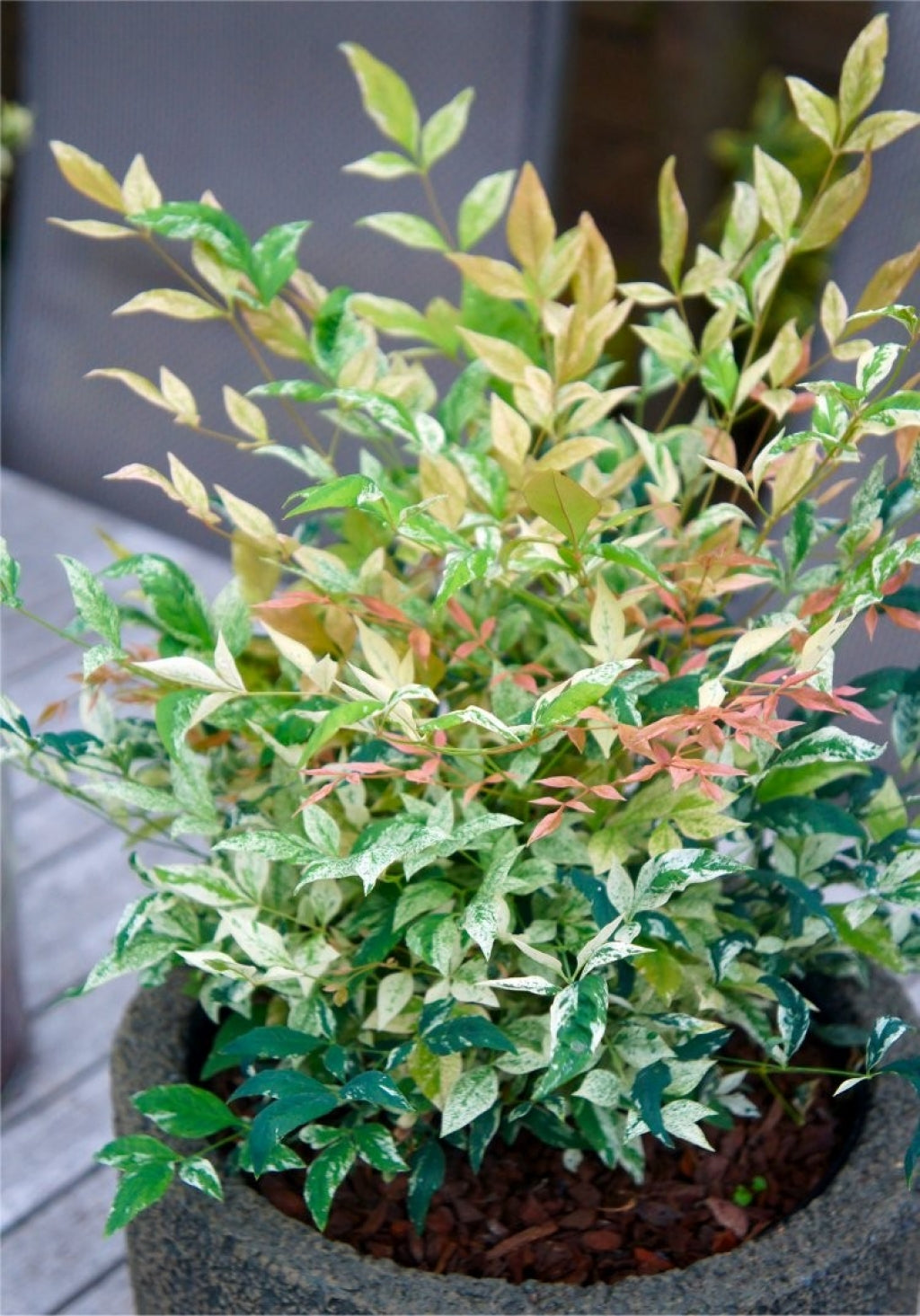 Nandina domestics ‘Twilight’ Heavenly Bamboo