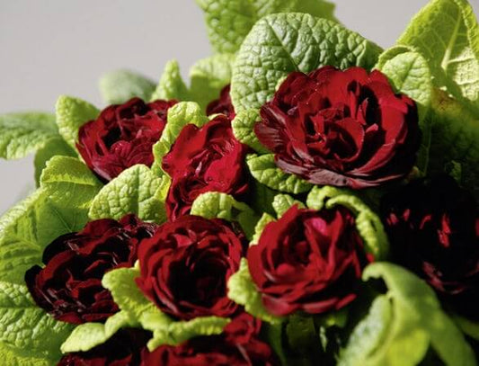 Primula BELARINA ‘Valentine’ Double Primrose