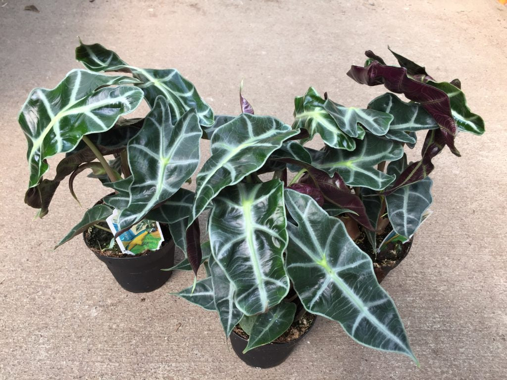 Alocasia Amazonica ‘Polly’ Tropical Houseplant