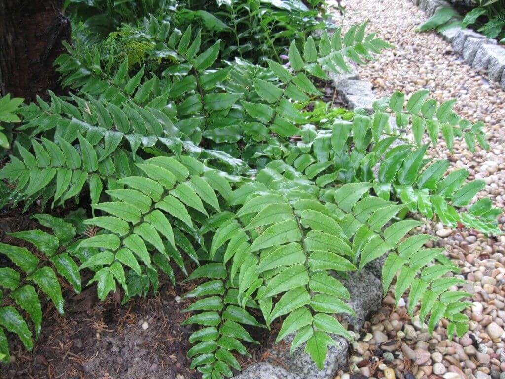 Cyrtomium fortunei Japanese Holly Fern