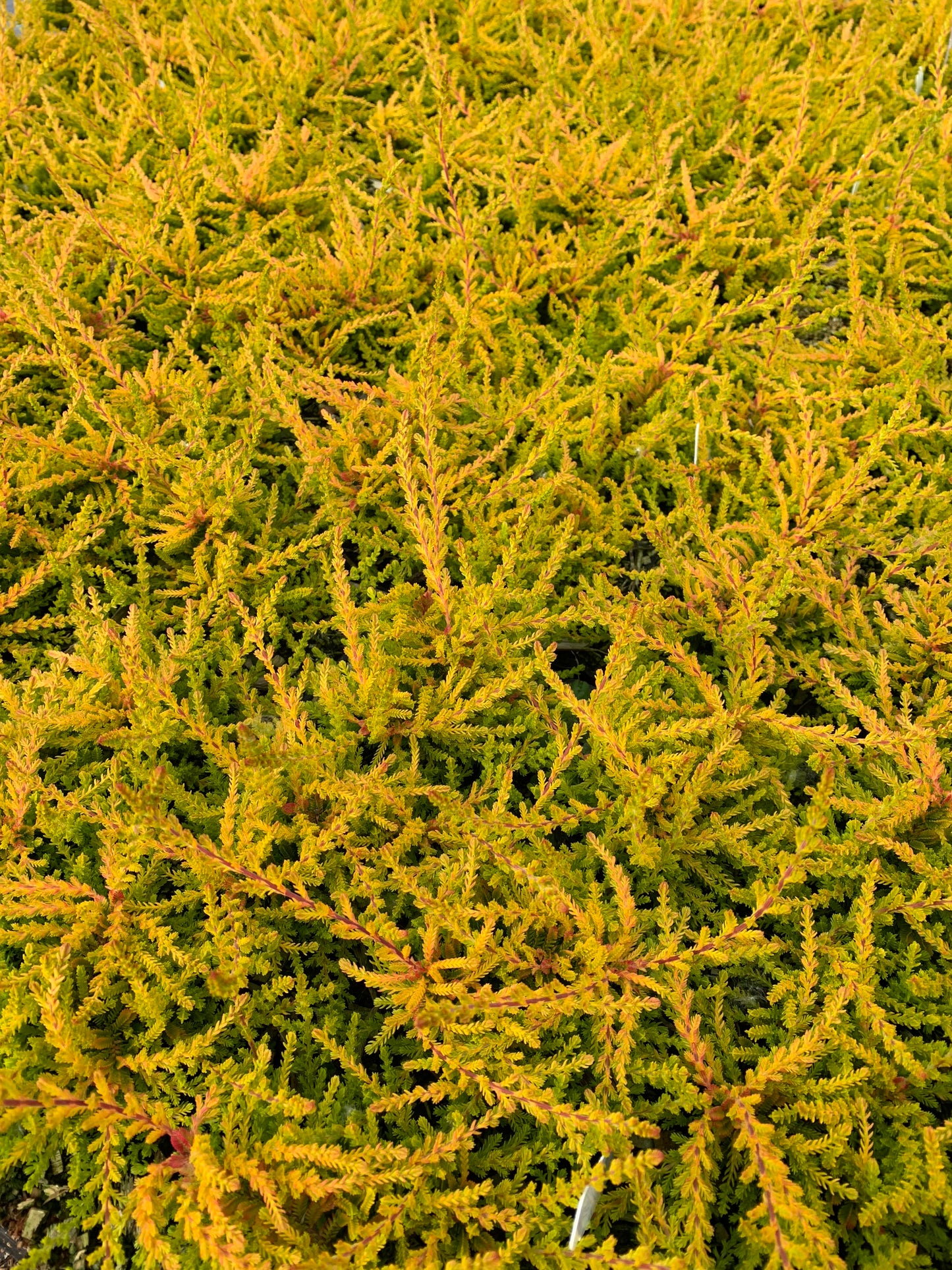 Calluna ‘Wickwar Flame’ Heather