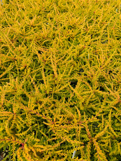 Calluna ‘Wickwar Flame’ Heather