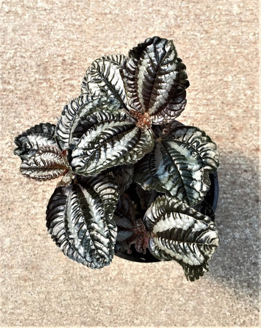 Pilea Bronze Tropical Houseplant