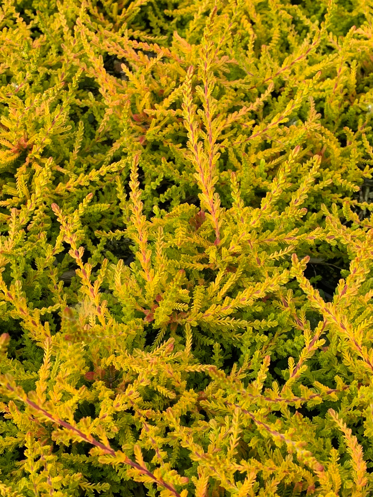 Calluna ‘Wickwar Flame’ Heather