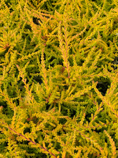 Calluna ‘Wickwar Flame’ Heather