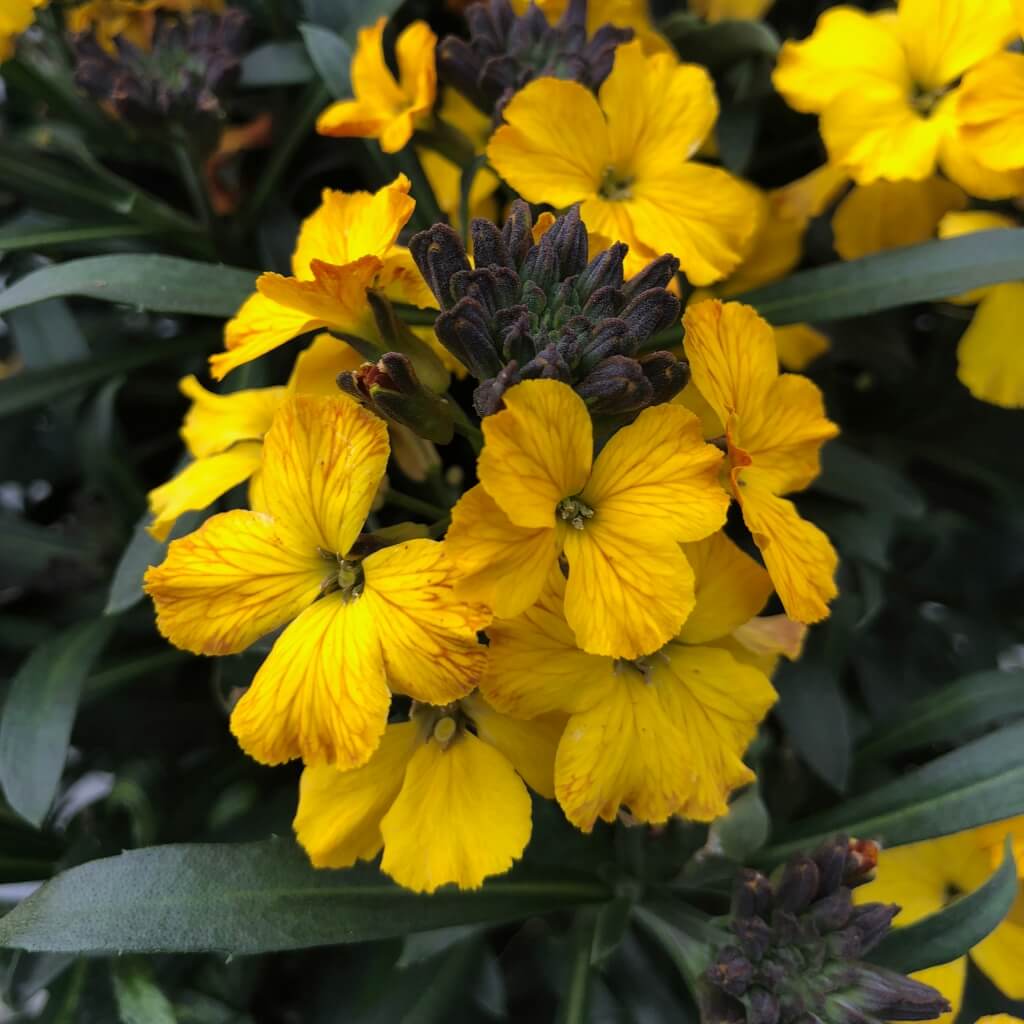 Erysimum 'Erysistible Yellow' Wallflower