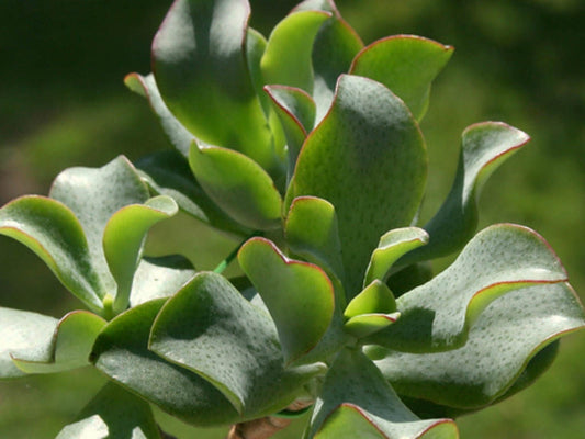 Crassula arb. ssp. und. 'Ripple Jade’ Succulent
