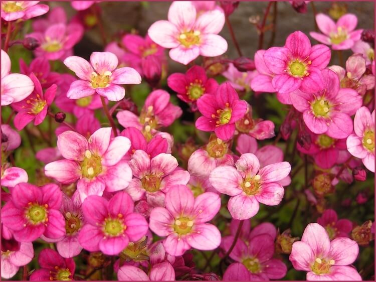Saxifraga 'Touran Pink' Saxifrage