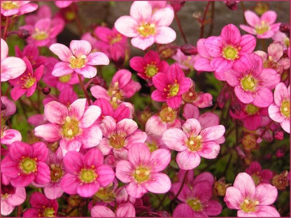 Saxifraga 'Touran Pink' Saxifrage