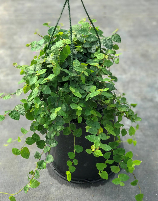 Ficus pumila Creeping Fig