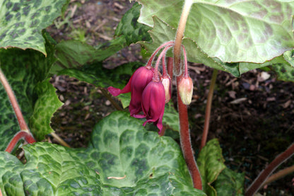 Podophyllum 'Spotty Dotty' Hybrid May Apple