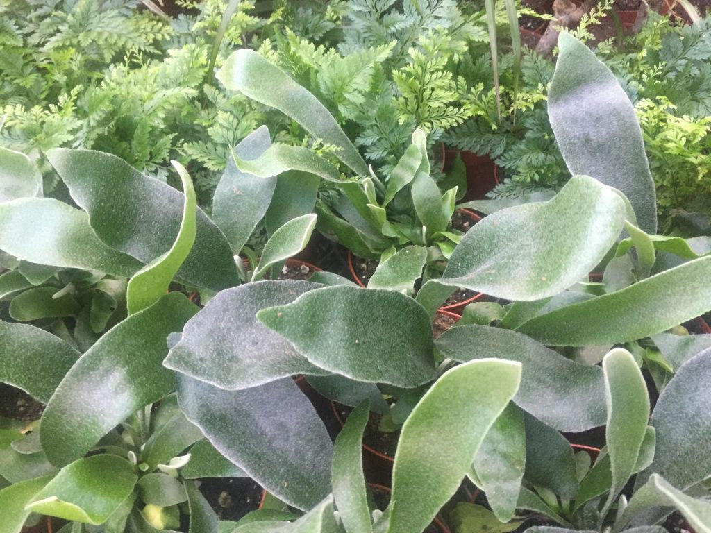 Staghorn Fern Platycerium Tropical Houseplant