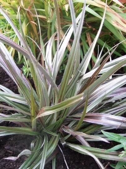 Astelia nervosa 'Westland' Red Mountain Astelia
