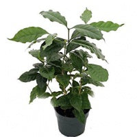 Coffee Arabica Tropical Houseplant