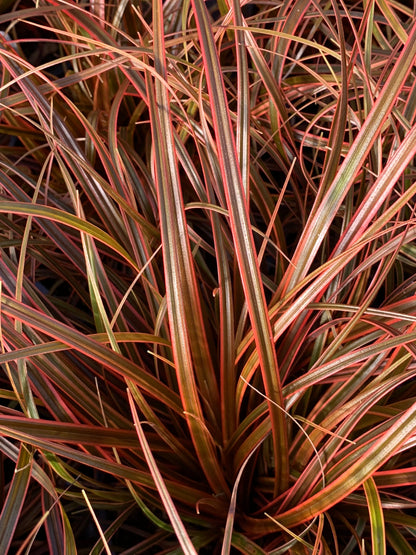 Uncinia Red Hook Sedge