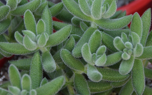 Crassula mesembryanthemoides Succulent