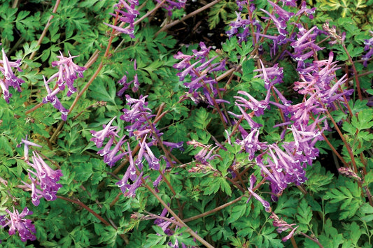 Corydalis 'Blackberry Wine'