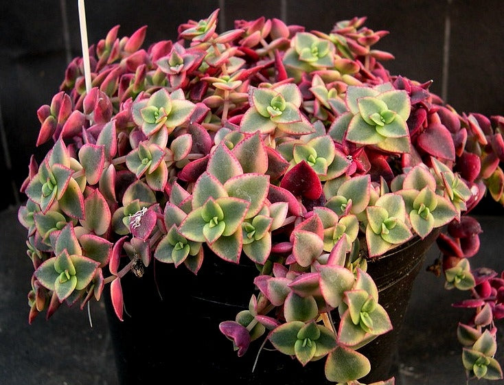 Crassula pell. ssp. 'Variegata' Succulent