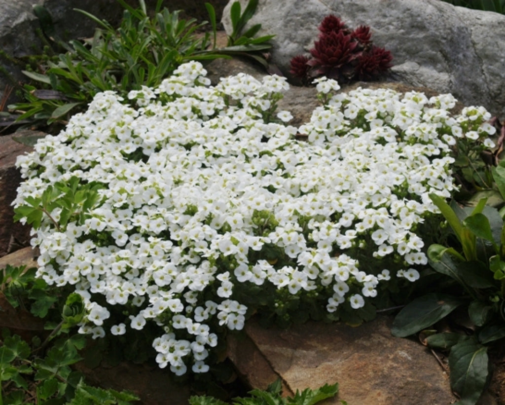 Cress Rocal Rock Cress compact growth, red flowers blooms March-May, Free delivery ...