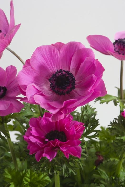 Anemone 'Harmony Orchid' Windflower
