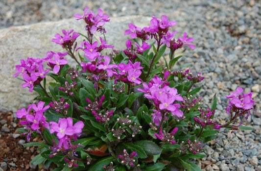 Arabis blepharophylla 'Red Sensation' Alpine Wall Cress