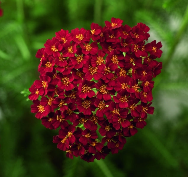 Desert Eve Red Yarrow
