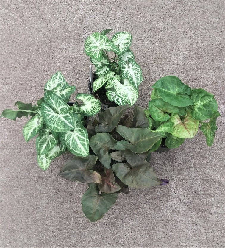 Syngonium Nephthytis Arrowhead Plant Tropical Houseplant