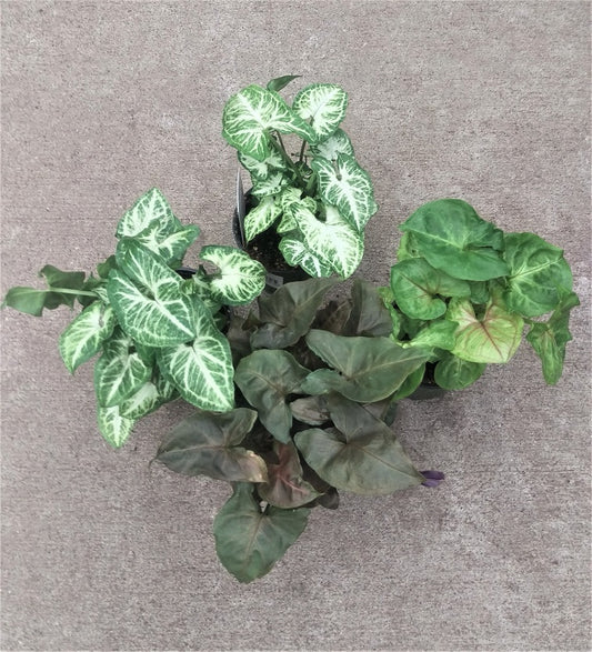 Syngonium Nephthytis Arrowhead Plant Tropical Houseplant