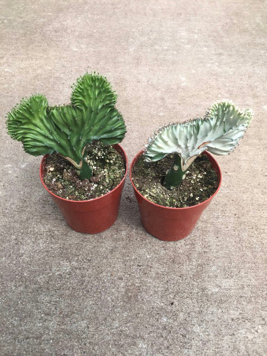 Euphorbia Latcea Crested Euphorbia