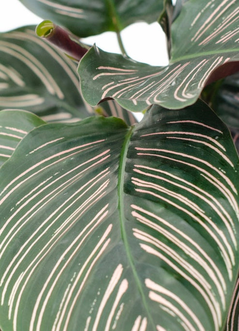 Calathea Ornata Pin Stripe Tropical Houseplant