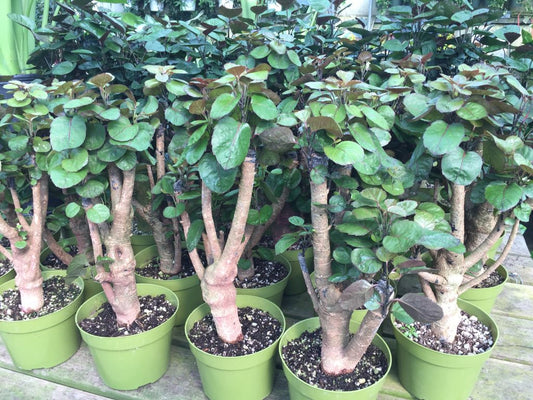 Aralia Fabian Polyscias scutellaria Tropical Houseplant