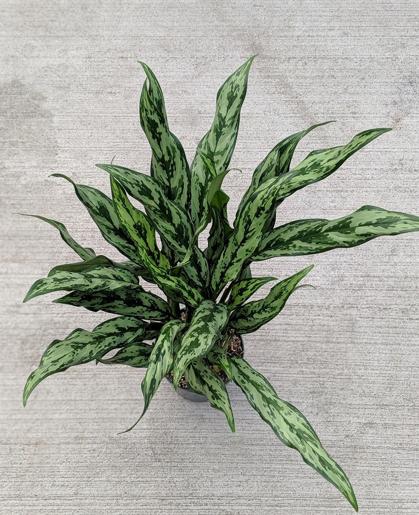 Aglaonema ‘Juliette’ Tropical Houseplant