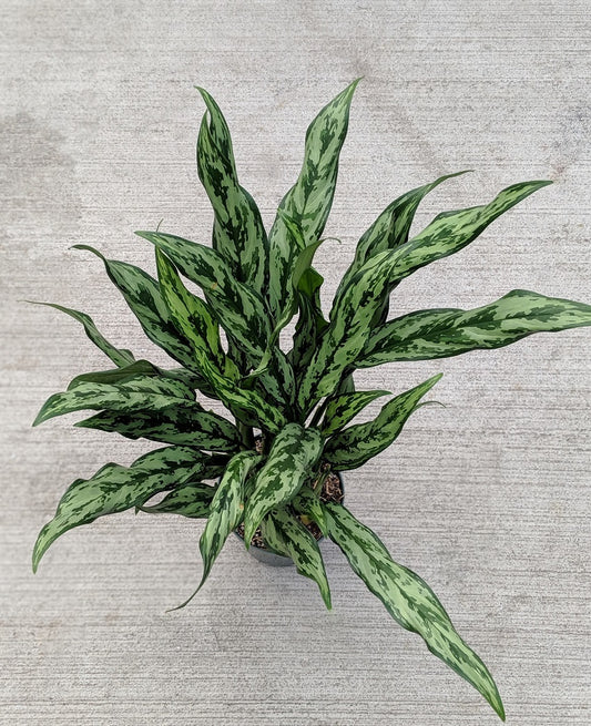 Aglaonema ‘Juliette’ Tropical Houseplant