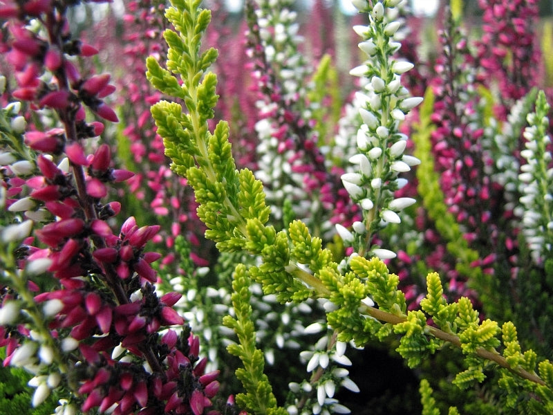 Calluna 'Garden Girls' Heather