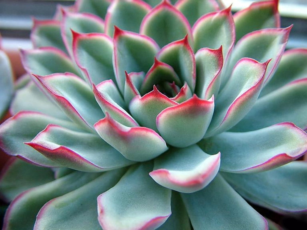 Echeveria pulidonis Succulent