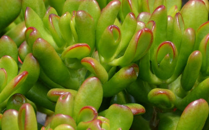 Crassula ovata 'Hobbit' Succulent