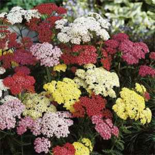 Achillea m. 'Summer Pastels' Yarrow Mix