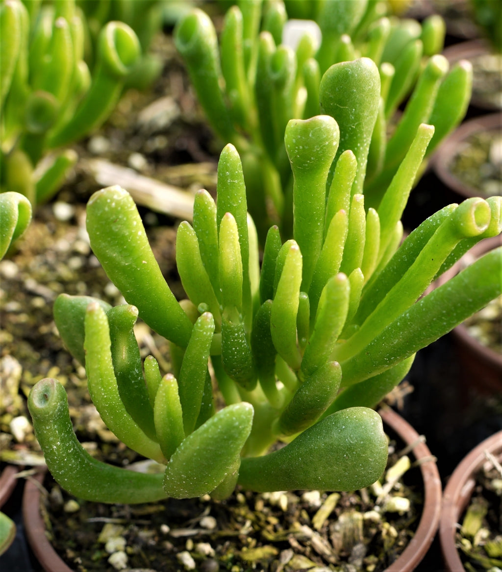 Crassula ovata 'Hobbit' Succulent