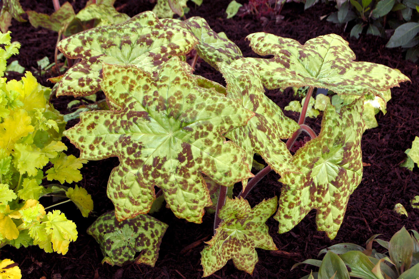 Podophyllum 'Spotty Dotty' Hybrid May Apple