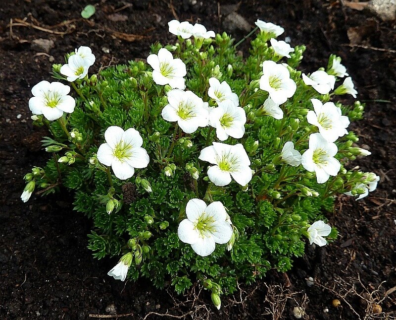 Saxifraga 'Alpino White' Saxifrage